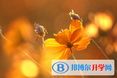 內(nèi)江2022年中考報(bào)名服務(wù)平臺